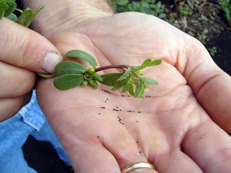 purslane seeds common weed reap msu